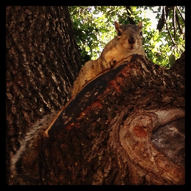 Friendly little squirrel