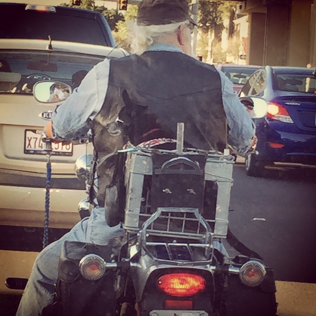 I always see this pair riding around texas :) #bikers #rockingthedoggles
