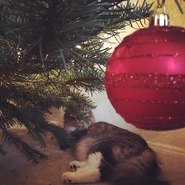 The look my #cat gave the #christmastree #ornament right before attacking it :)