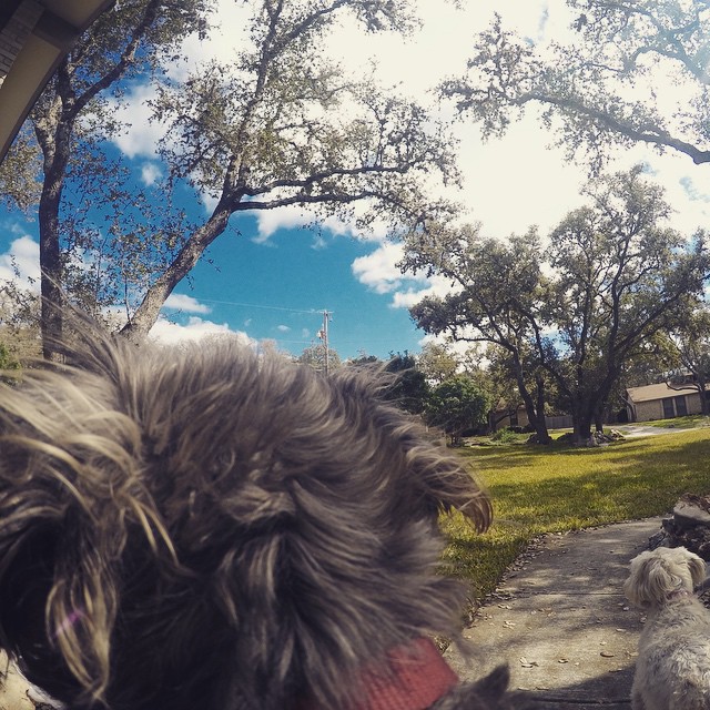 On alert & protecting his castle…rebel's view from his  #gopro #dog harness