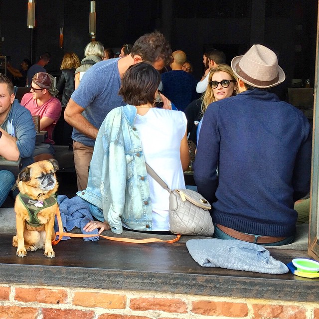 Seeing this #adorable #dog chilling on the ledge at a restaurant in #AbbotKinney endear #California to me
