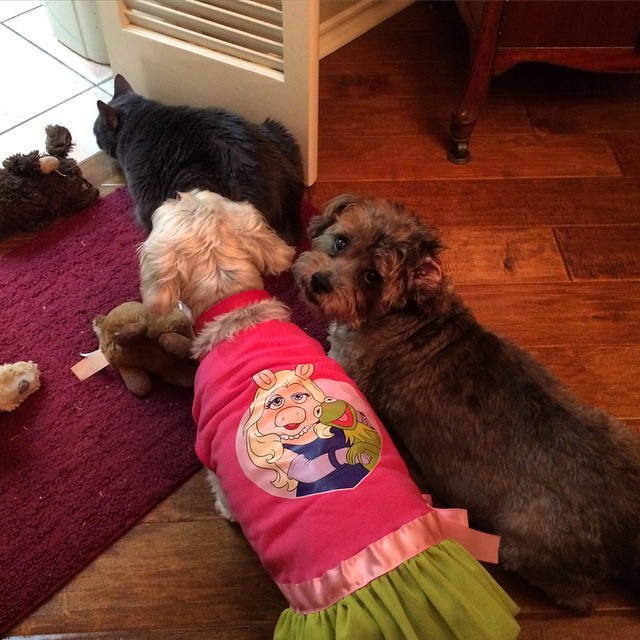 I missed the little #furchildren while we were away – love them!!