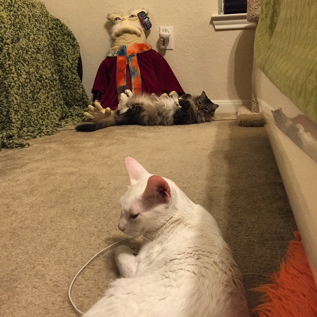 Lord Snow Nibbler, Gremlin & #Rygel just chillin #Farscape #catsofinstagram #AdoptDontShop