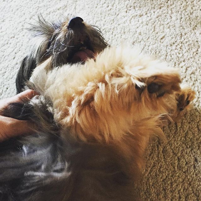 Kiwi is all about belly & back rubs #dogsofinstagram #puppylove #doggielove #dogsofinstagram #cute
