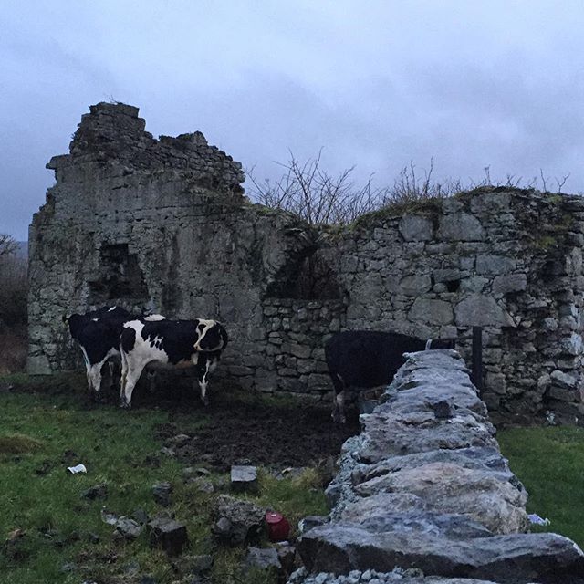 Cute cows taking shelter at #corcomroeabbey #ireland #galaway