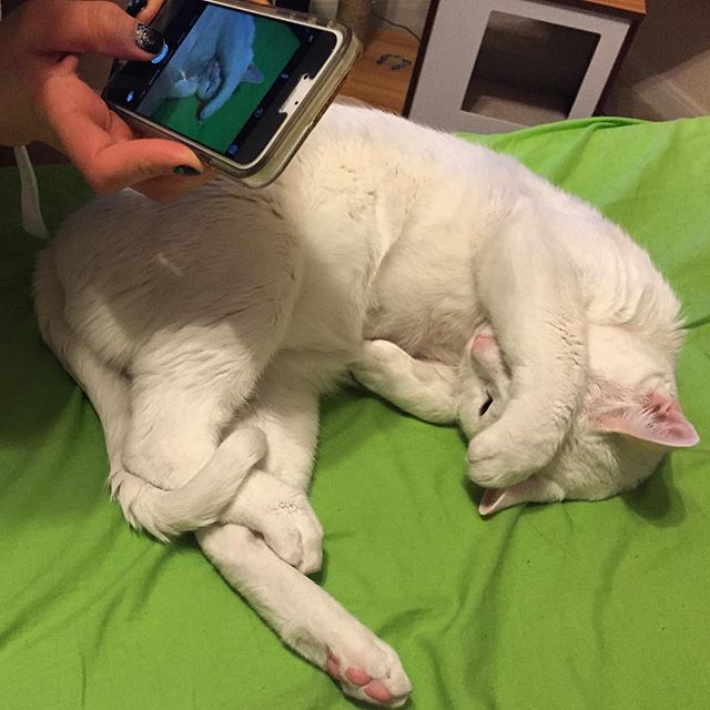 Caught @rebel_and_reese taking a photo of #LordSnowNibbler #instacats #catsofinstagram #whitecat