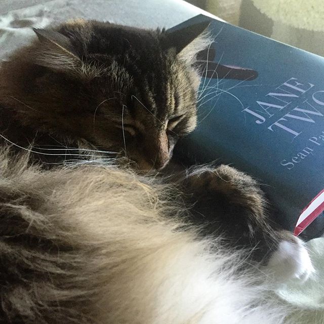 She’s not going to allow any book reading of #janetwo by #SeanPatrickFlanery right now.  #adoptdontshop #rescuecat  #catswhoread #catsofinstagram