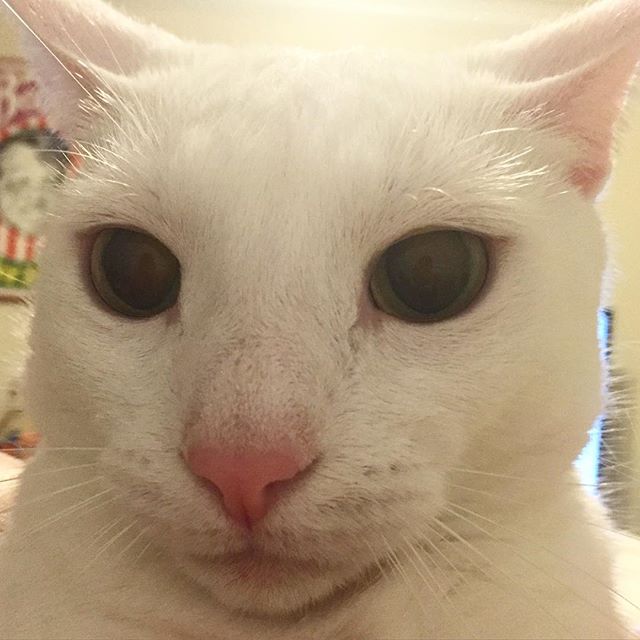 The look he gave me when I took him away from my food #lordsnownibbler #instacats #whitecat #adoptdontshop #whitecatsofinstagram