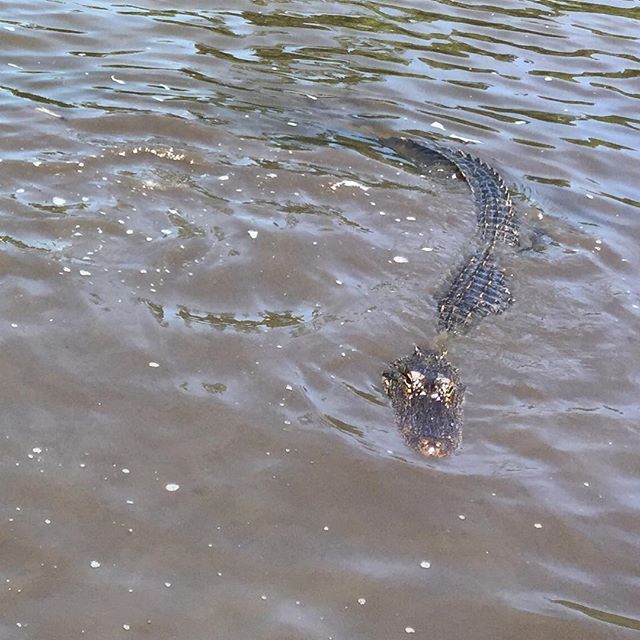 #Alligators in #louisiana #travelstagram #travel #swamp – they were so incredibly  #socute 😀
