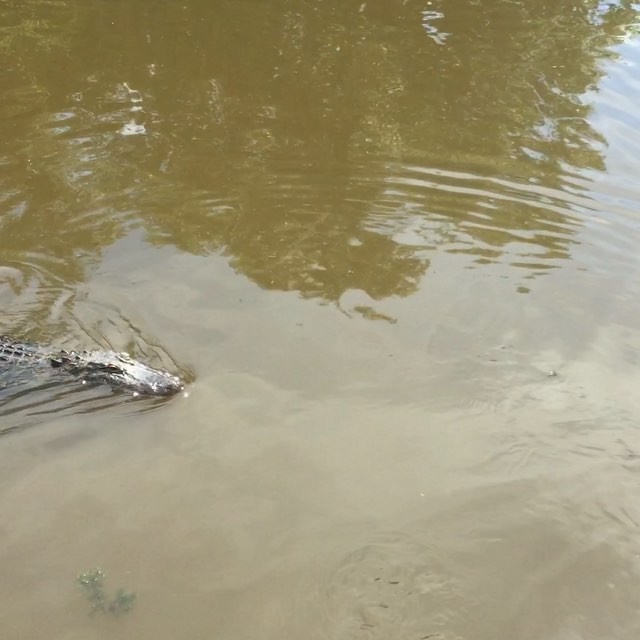 #alligators!! they were so cute! FYI – they like marshmallows #swamp #louisiana #travel 😀