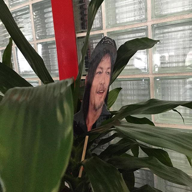 Seeing a #normanreedus in a tree…sums up this con perfectly lol #comicpalooza