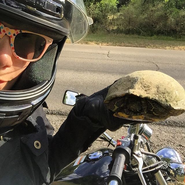 Saw this little guy trying to cross the road & got him to a safe place  #turtlepower #turtle #honda #motorcycle #loveallcreatures