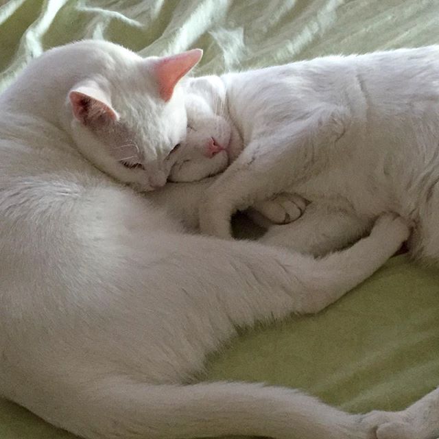 My #furry little nurses…making me feel better #whitecat #catsofinstagram #furchild #lordsnownibbler #sirlancelot #love