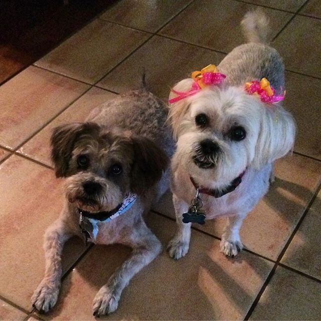 #furchildren! I absolutely love these babies ️ #adoptdontshop #dogsofinstagram #furbaby
