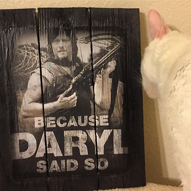 Even #LordSnowNibbler can't stop looking at our new #daryldixon  #twd sign.  You know you have an amazing mom when she sees this & buys it for you  ️️