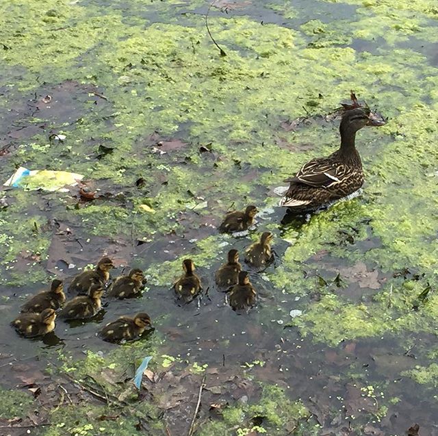 The #duck 🦆 family that we rescued from the busy streets of #DC made it back to their dirty lake!! #DuckTeam  #washingtondc #loveallanimals #makeadifference #savetheanimals