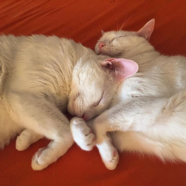 #lordsnownibbler & #sirlancelot #love #adoptdontshop #savethemall  #whitecat #catsofinstagram