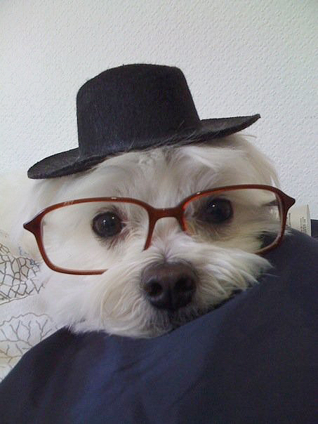 hipsterpuppies: hugo asks you to please be careful, that’s a first edition nabokov