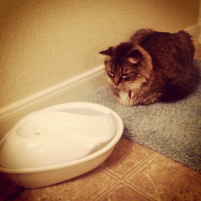 Gremlin staring down her new evil water fountain
