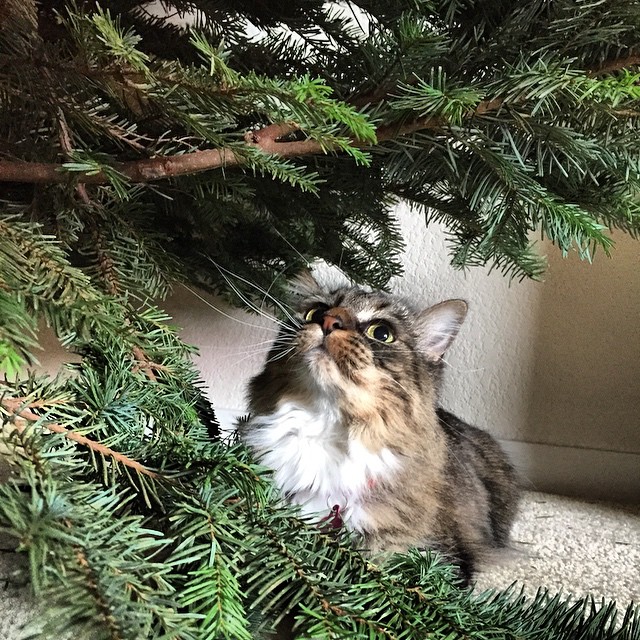Gremlin and her #christmastree #cutecat :)