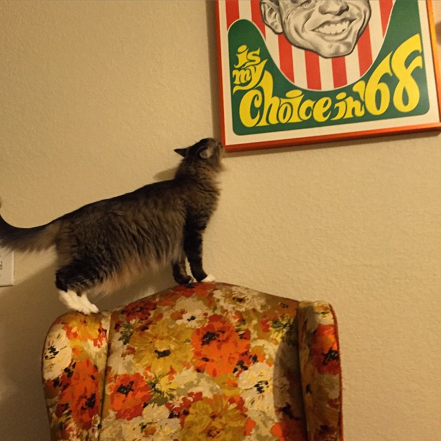 Gremlin jumped on the chair and inspected the #bobbykennedy poster @alittlewatereddown