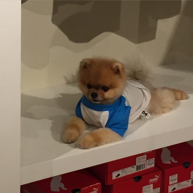 Saw @jiffpom shopping away – what a little cutie!! Seriously – I about died from #CutenessOverload #SantaMonica