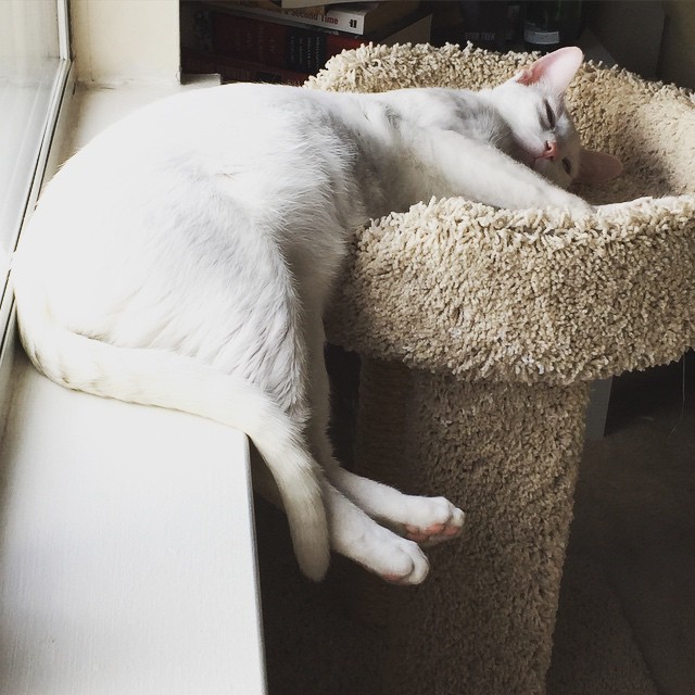 How can this be comfortable?! #catsofinstagram #lazycat #kittypaws #AdoptDontShop #whitecat