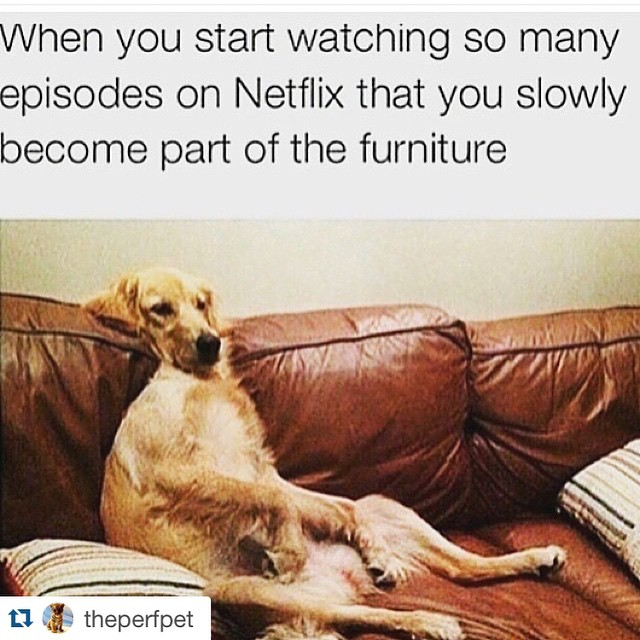 #Repost @theperfpet・・・so guilty of this – no shame 😀