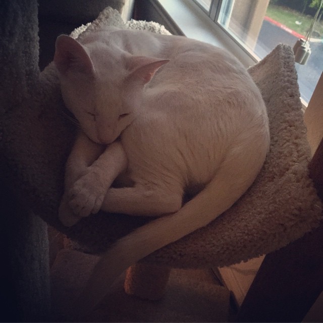 Sleepy Lord Snow relaxing in his perch #catsofinstagram #RescueAnimals #AdoptDontBuy