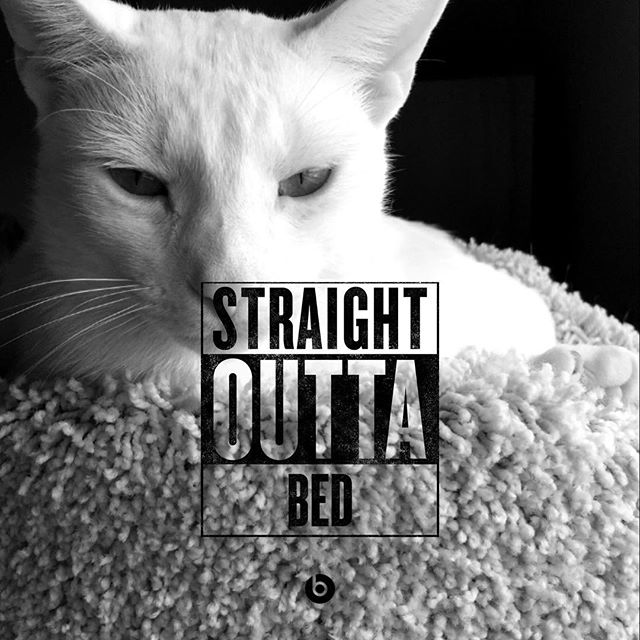 I just couldn't help myself…was trying to hold back.  Unleash the #cat pic! #StraightOutta #catsofinstagram