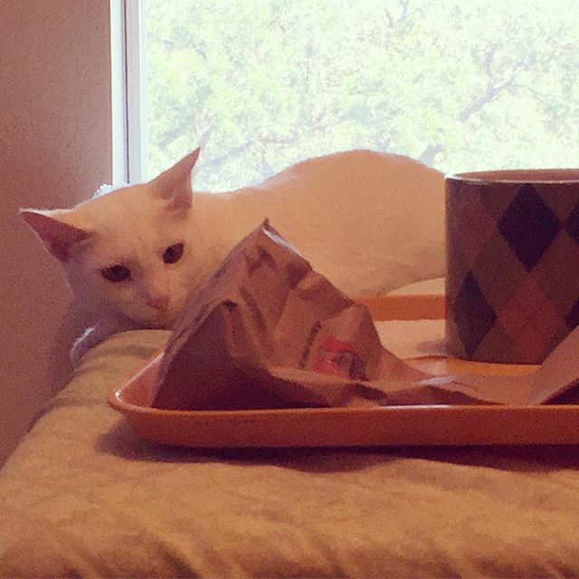 What an innocent face you think…but no… #LordSnowNibbler just enjoyed your #dunkindonuts and #coffee. #catsofinstagram #noshame #bewarethiscatisajerk #love #furbaby