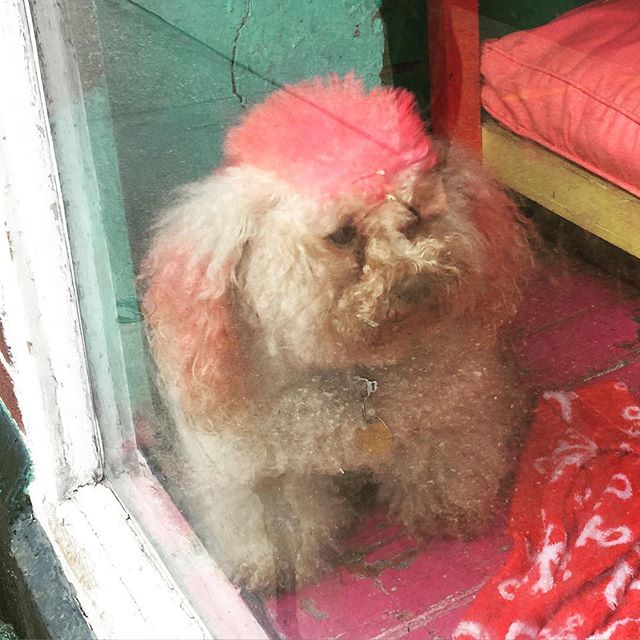 Just look at this adorable little #pink #punkrock #doggie #dogsofinstagram