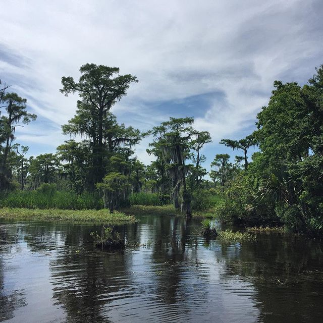 So peaceful #travelstagram #travel #louisiana #swamp #beauty