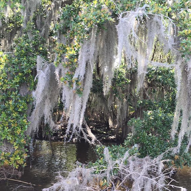 #beautiful and #creepy at the same time. #swamp #louisiana #travel #travelstagram