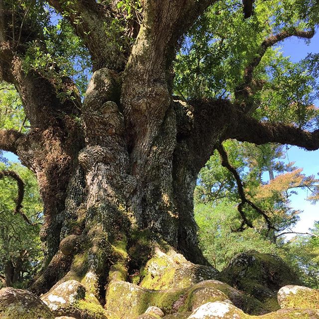An oak at #oakalleyplantation – so huge and beautiful!! #travel #beauty