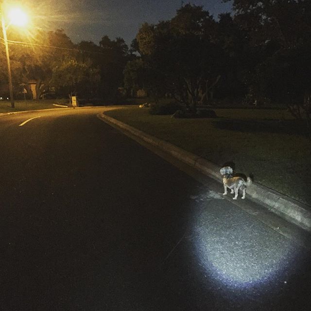 #Walking my #furchild diamond ️️ #dogsofinsta #adoptdontshop #texas #night #fall