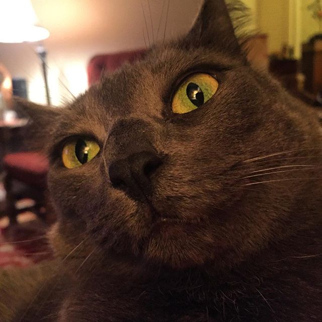 When your #cat gives you this look – she's done with your love #catsofinstagram #cats