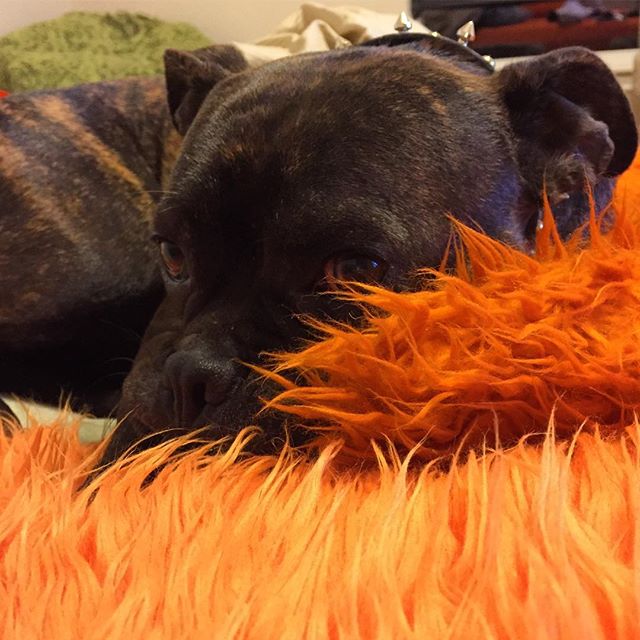 My sneaky warm snuggle buddy #gunner #snuggledog #instadog #dogsarelife #sleepy #texas