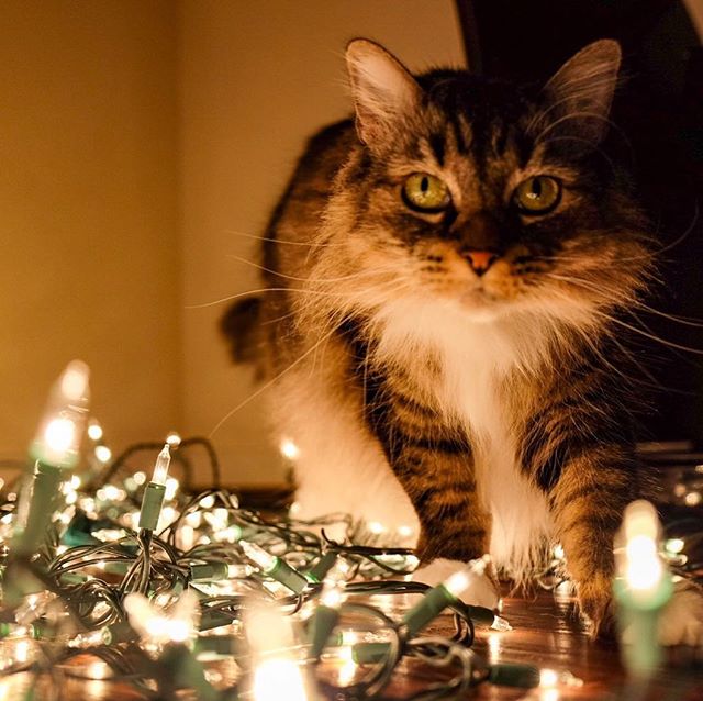 My little gremlin ️ #catsofinstagram #cat #maincoon  @rebel_and_reese #christmas #christmaslights