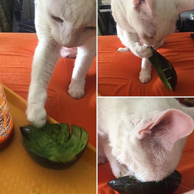 I guess he likes #avacado now? 🤷‍♀️ #thief #lordsnownibbler #whitecat  #adoptdontshop