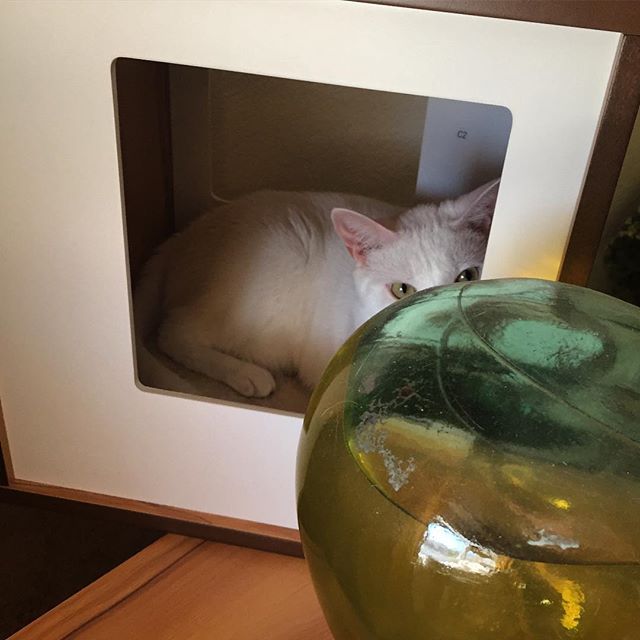 Lancie thinks he’s hiding  #whitecat #catsofinstagram #peekaboo #adoptdontshop