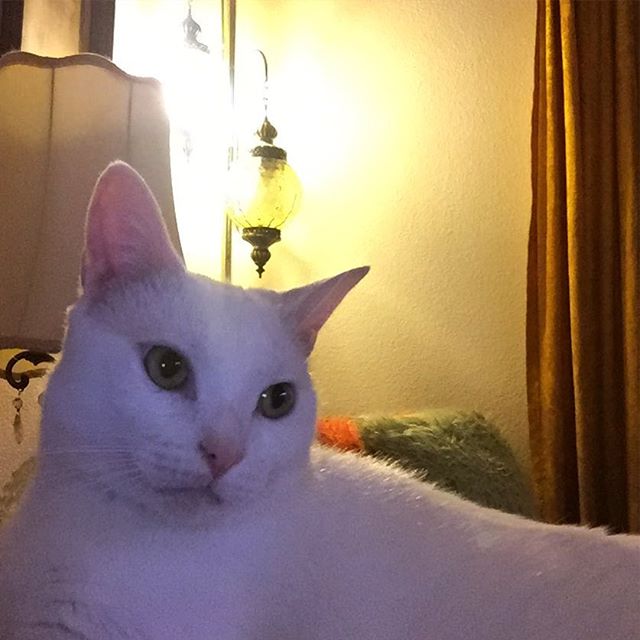 Omg I just love him to death! #catlady #catladyforlife #whitecat #cuddlebug #adoptdontshop